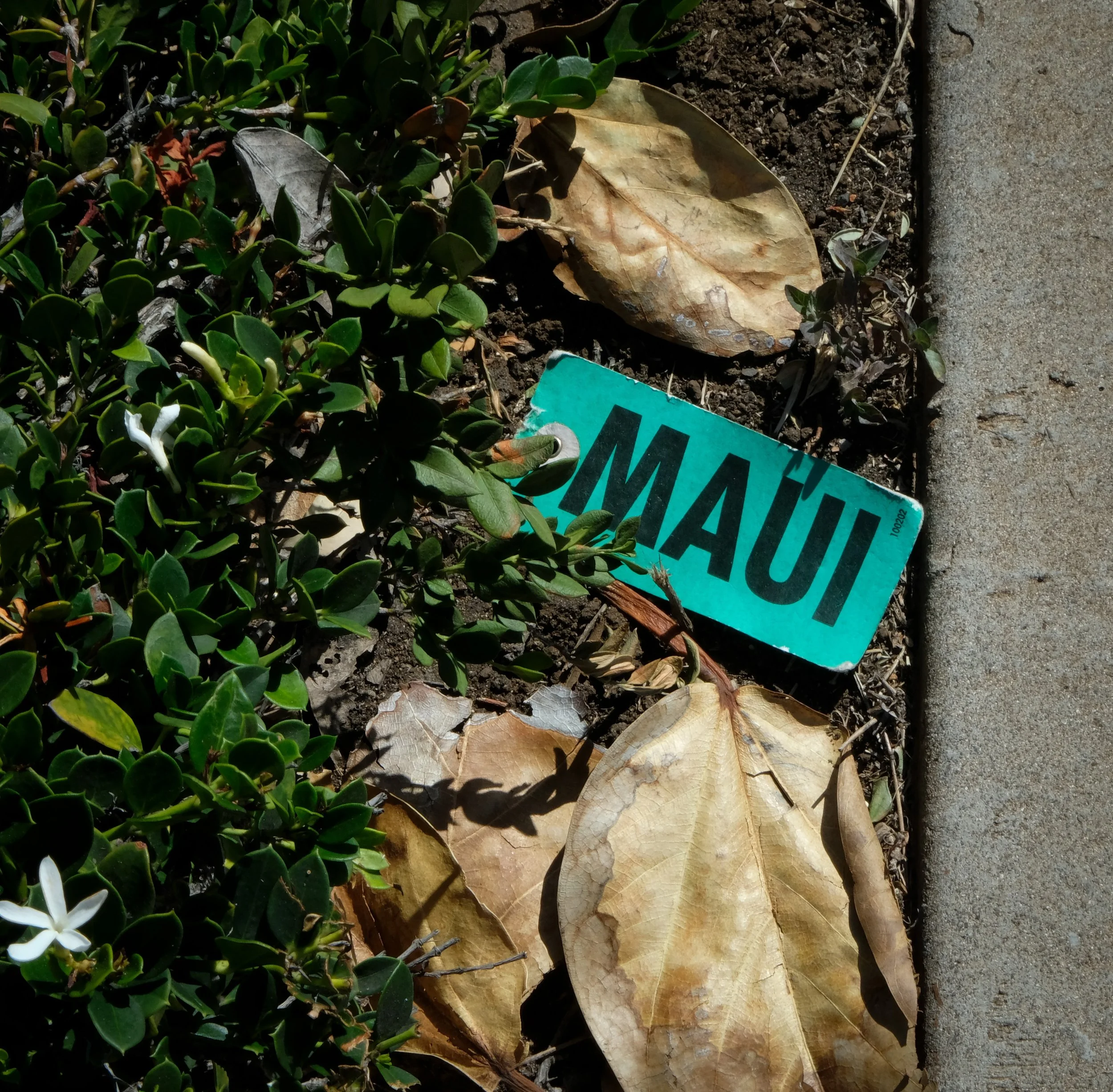 Maui Litter.JPG