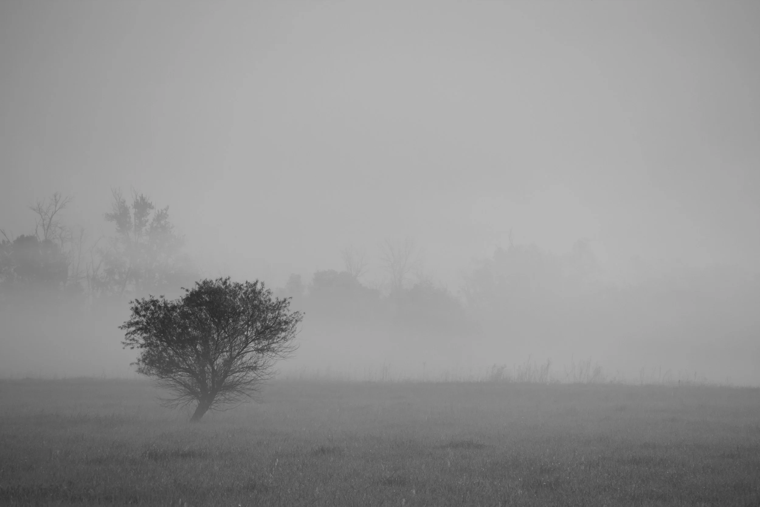 Foggy Tree.jpg