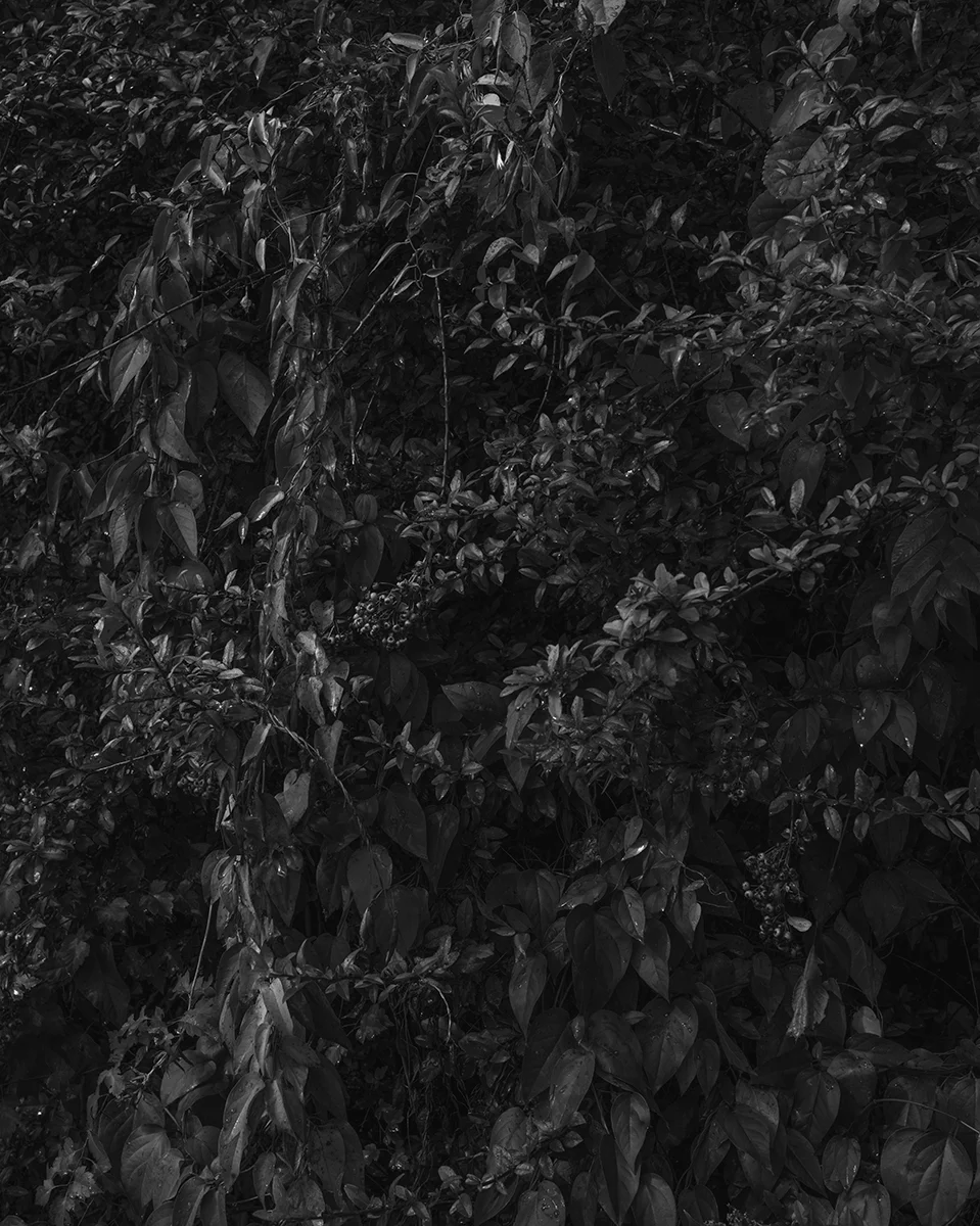 Untitled (Vegetation 5), New Hampshire, 2014