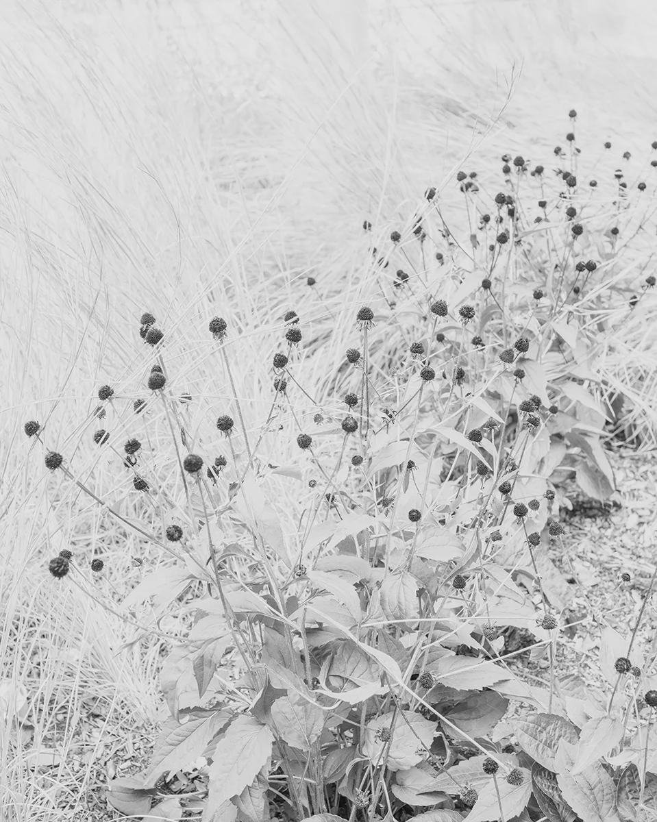 Untitled (Vegetation 1), Massachusetts, 2014