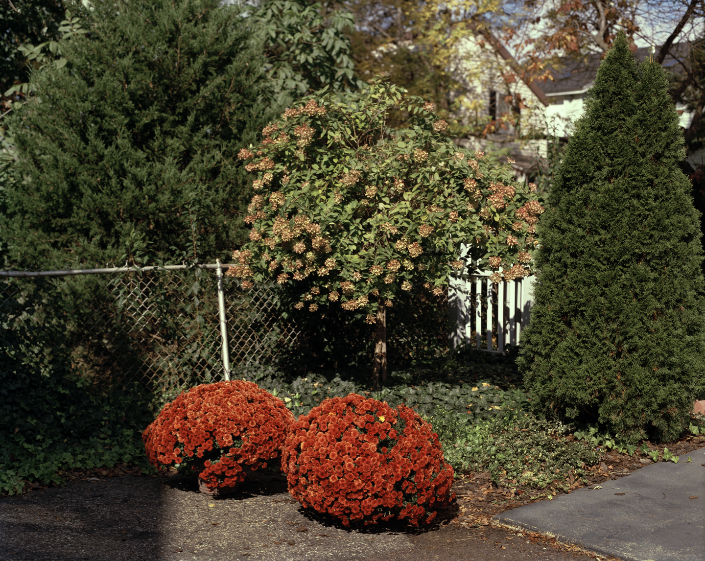  Red Mums, 2012 