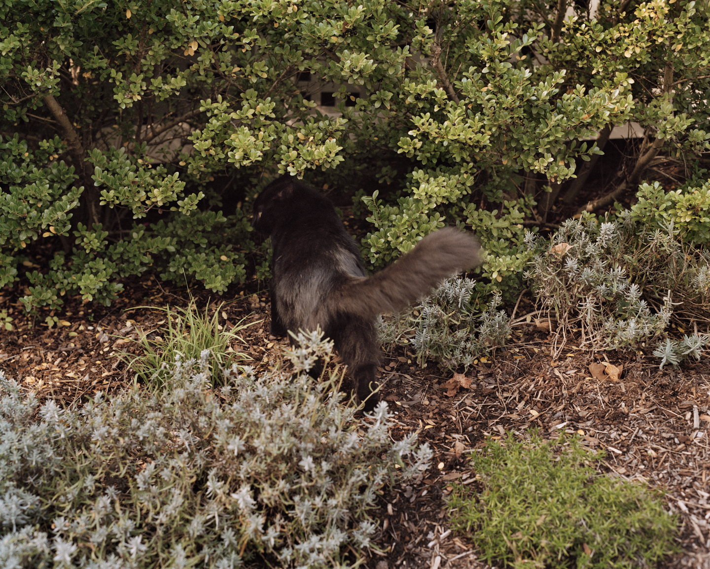  Black Cat Hesitating, 2012 