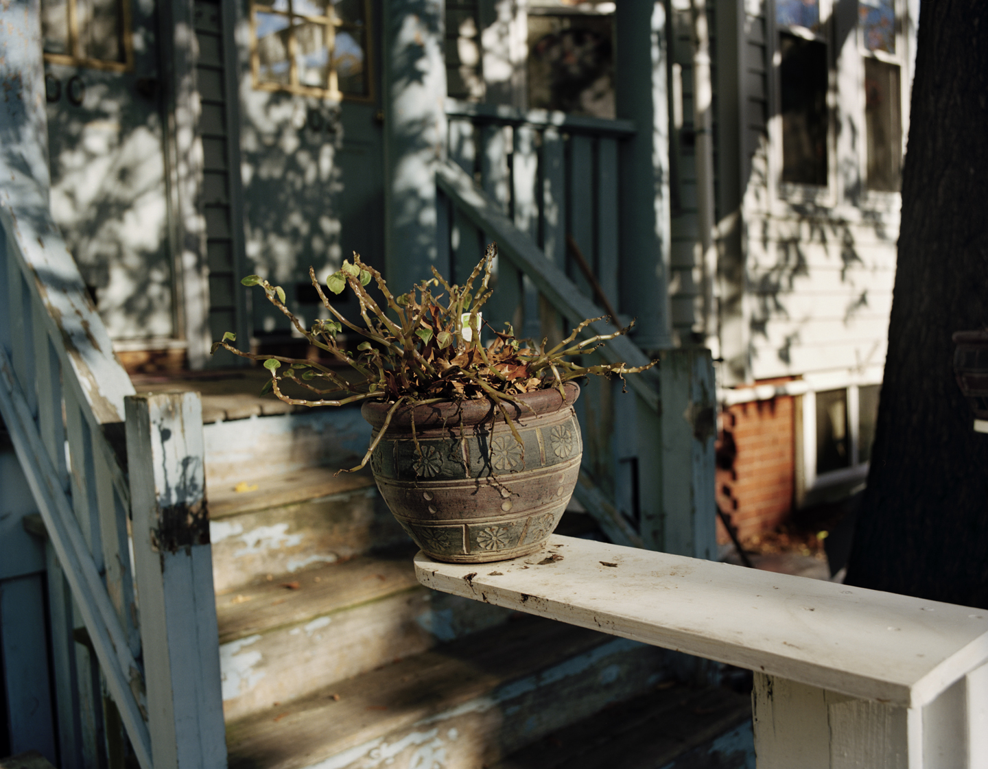  Precarious Plant on Ledge, 2013 