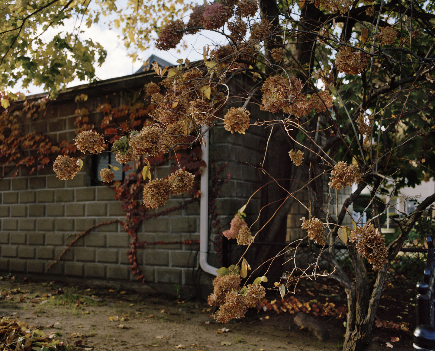  Drooping Hydrangeas, 2013 