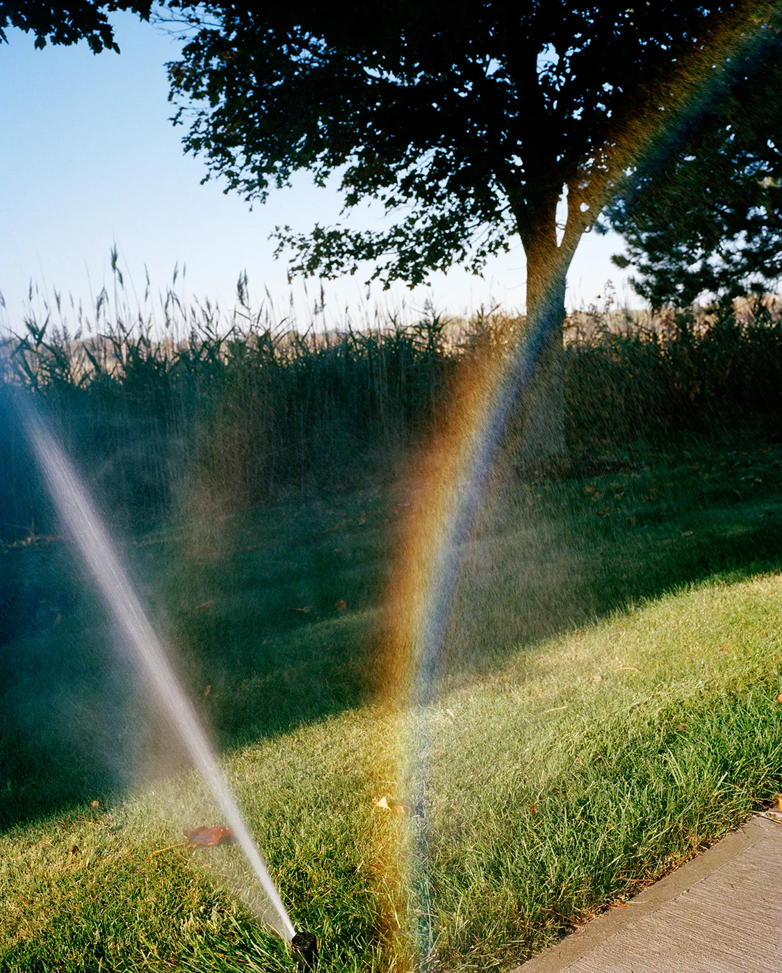 Rainbow Mist, 2016