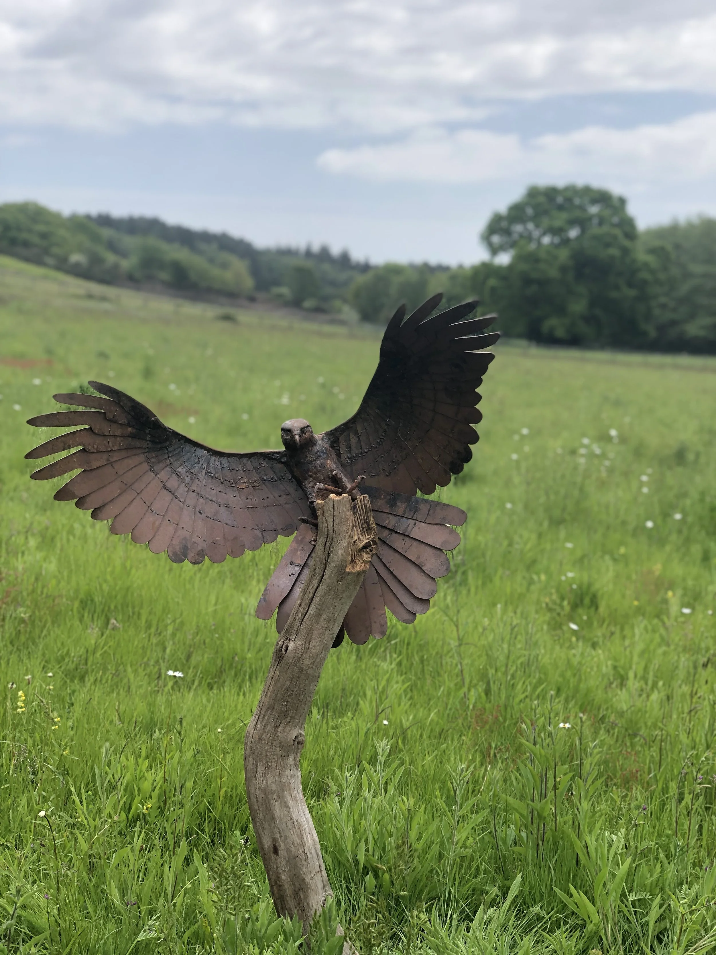 Goshawk landing 