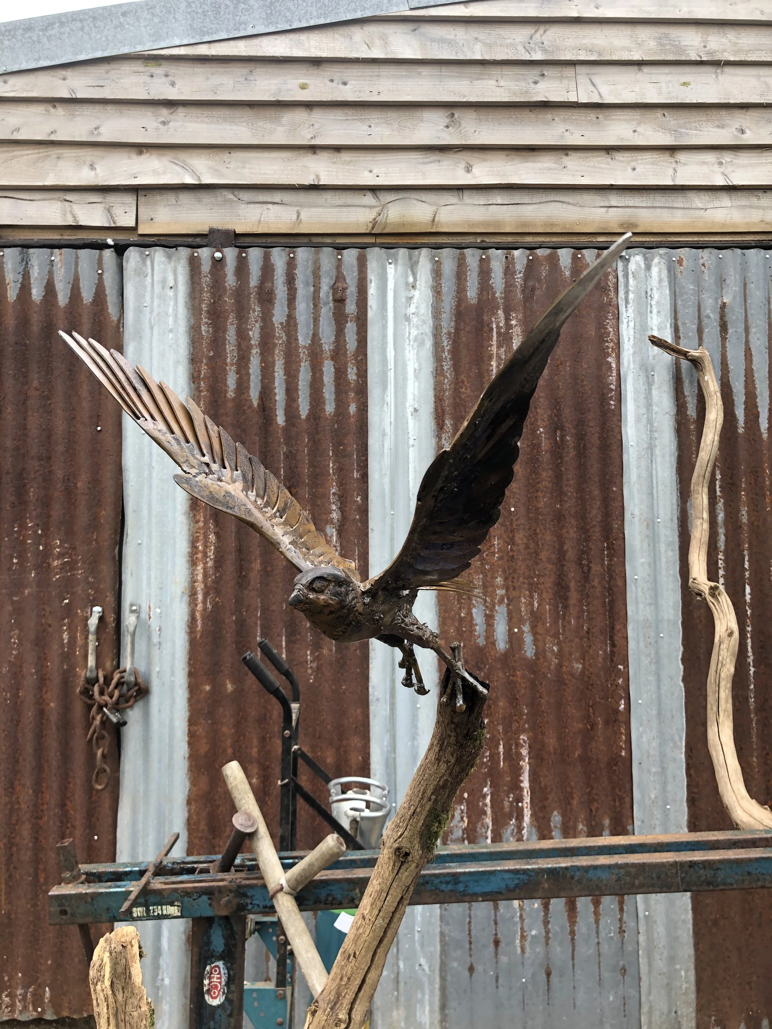 kestrel take off 