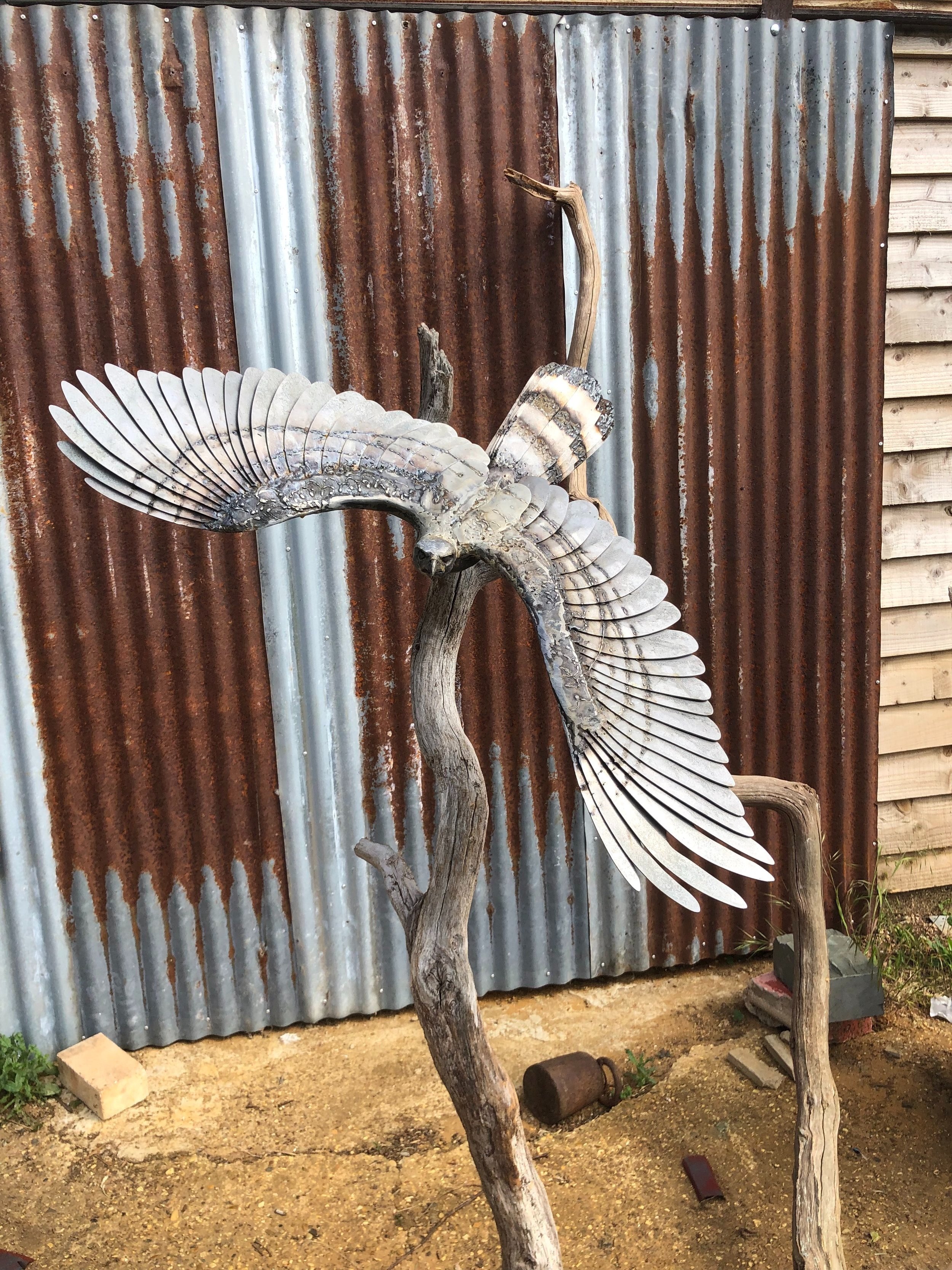 Goshawk taking flight 