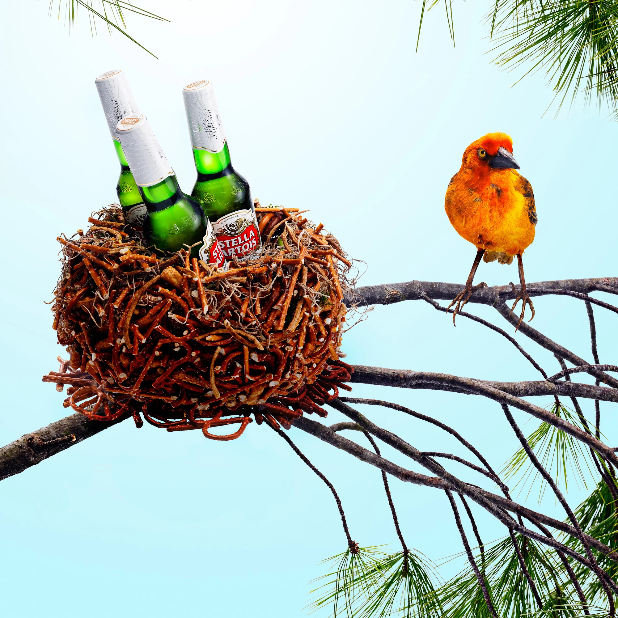 Beer_Nest.jpg