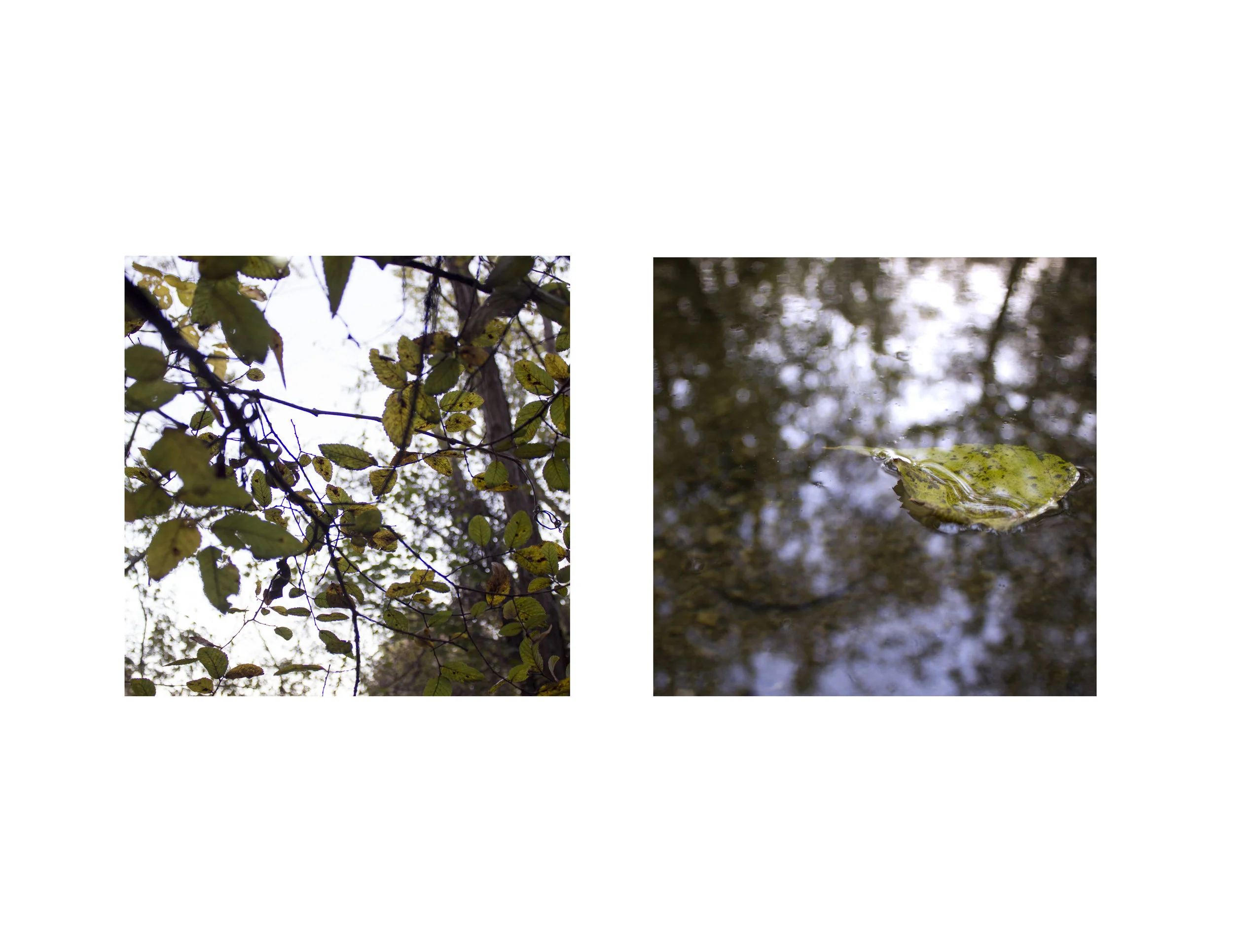 diptych- leafs.jpg