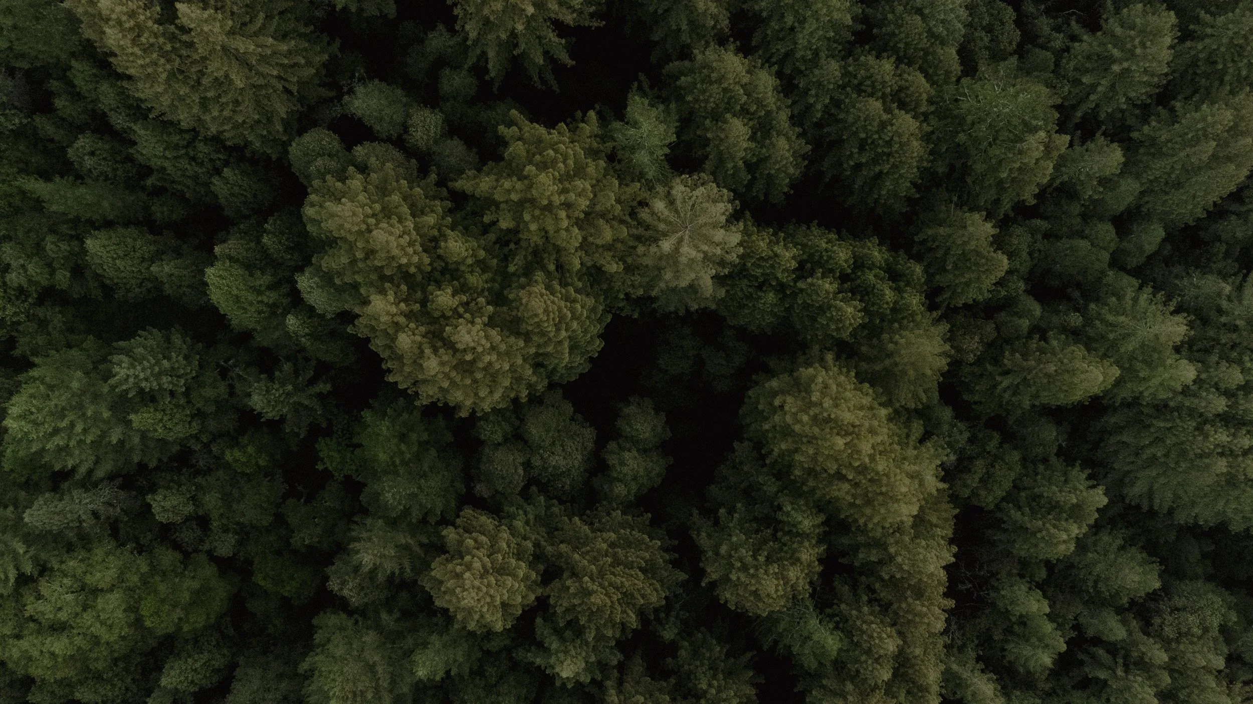caylyn and mike drone1751.JPG