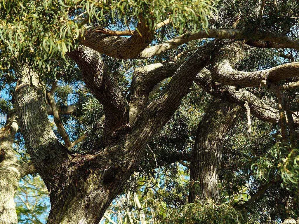 Big-Koa-Tree.jpg