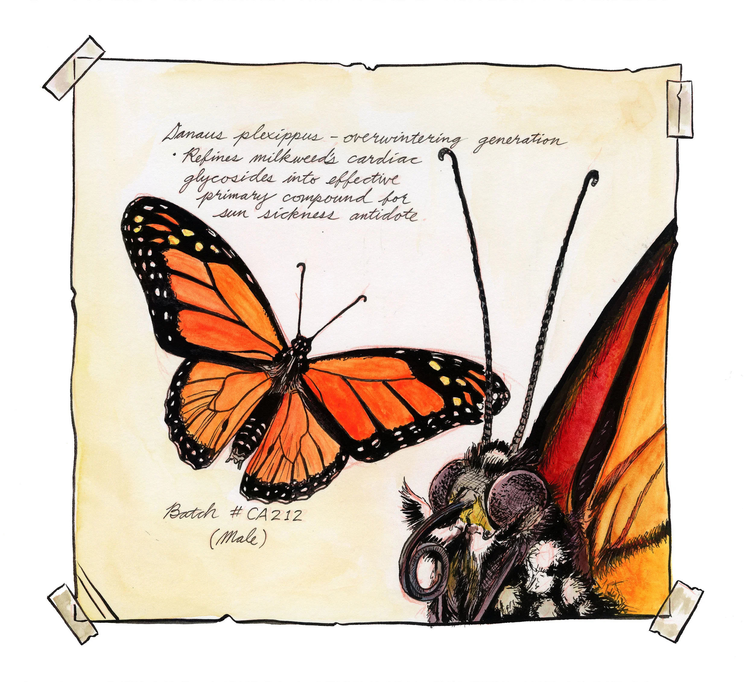 Monarch.jpg