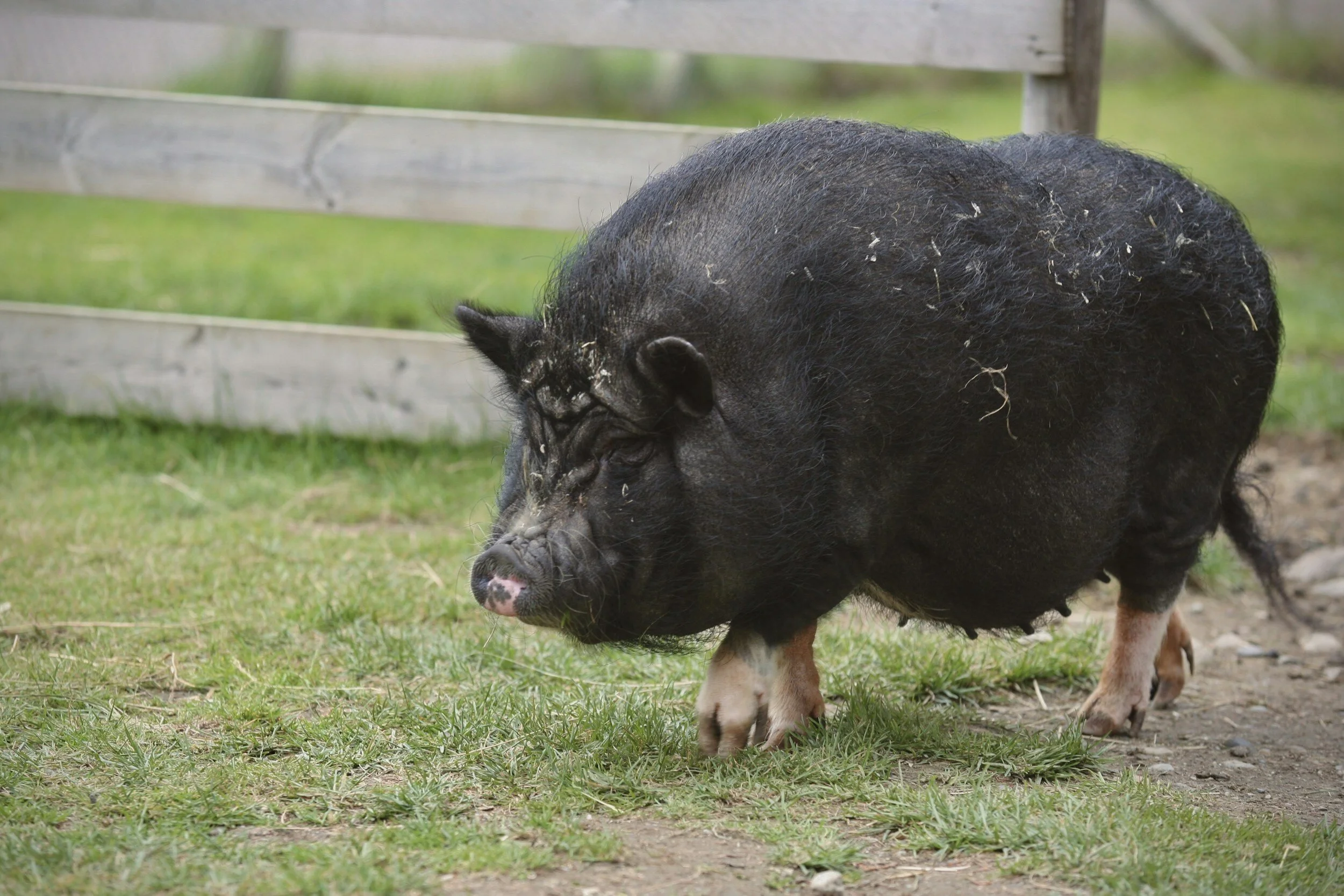 Pig Yoga (second session)