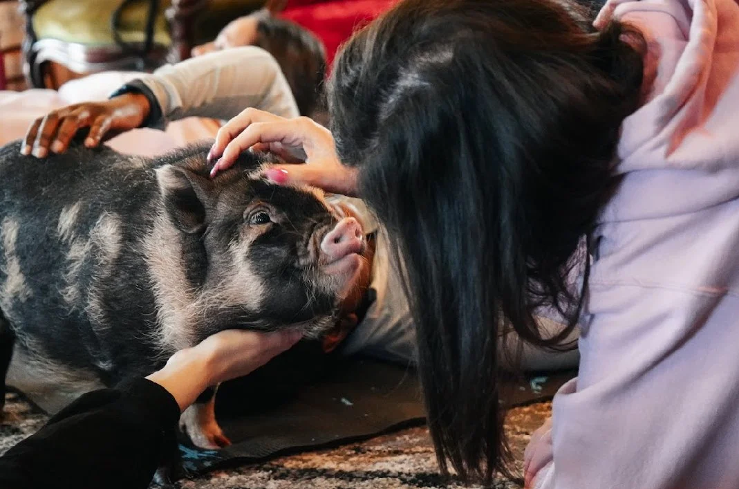 Pig Yoga (second session)