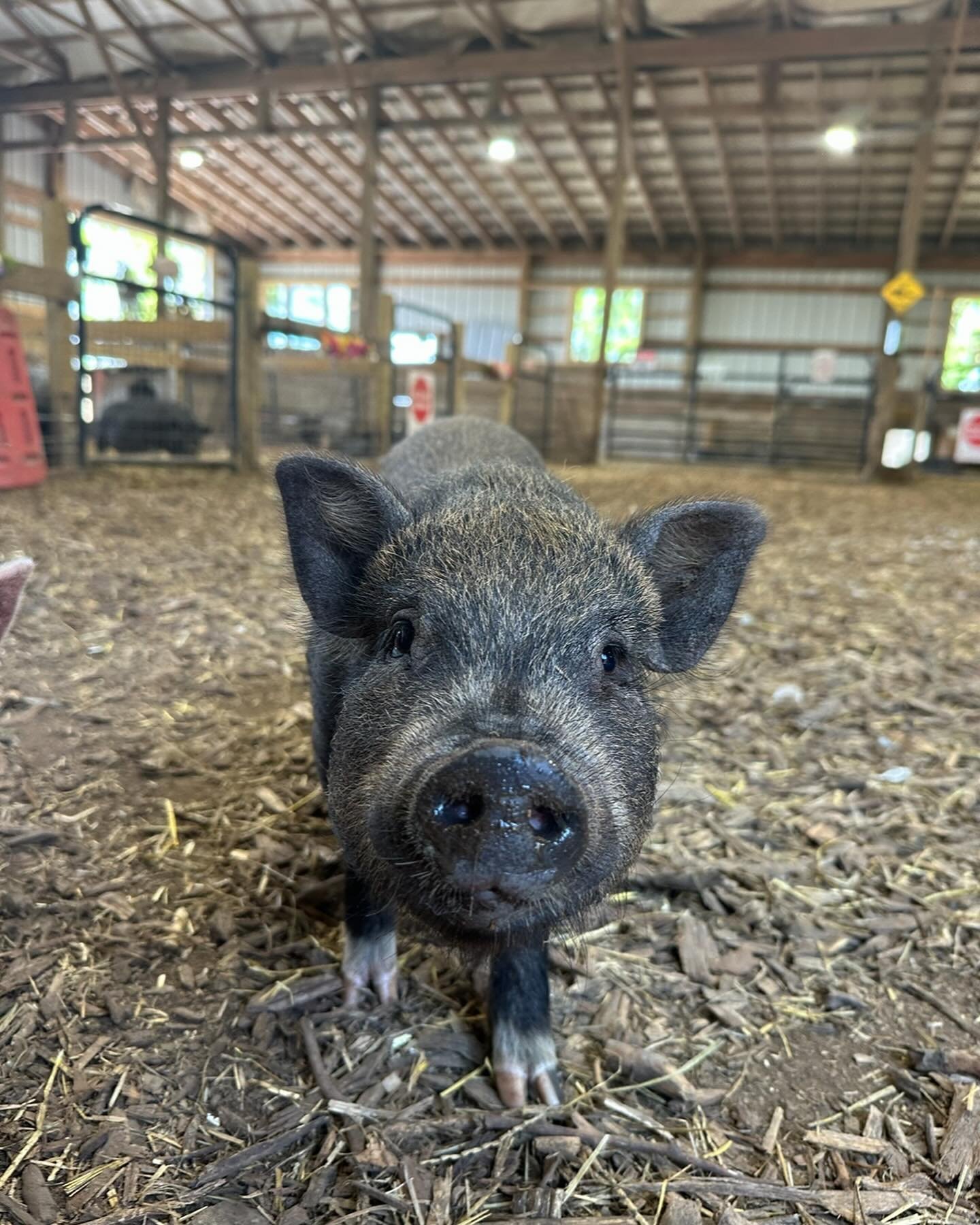 Meet Duke, a lovable five-month-old piglet with a soft bristle coat and an endearing gaze. Though small in size, his heart is vast, filled with an abundance of sweetness. Having had a rough start in life, Duke was found alongside two other pigs in an
