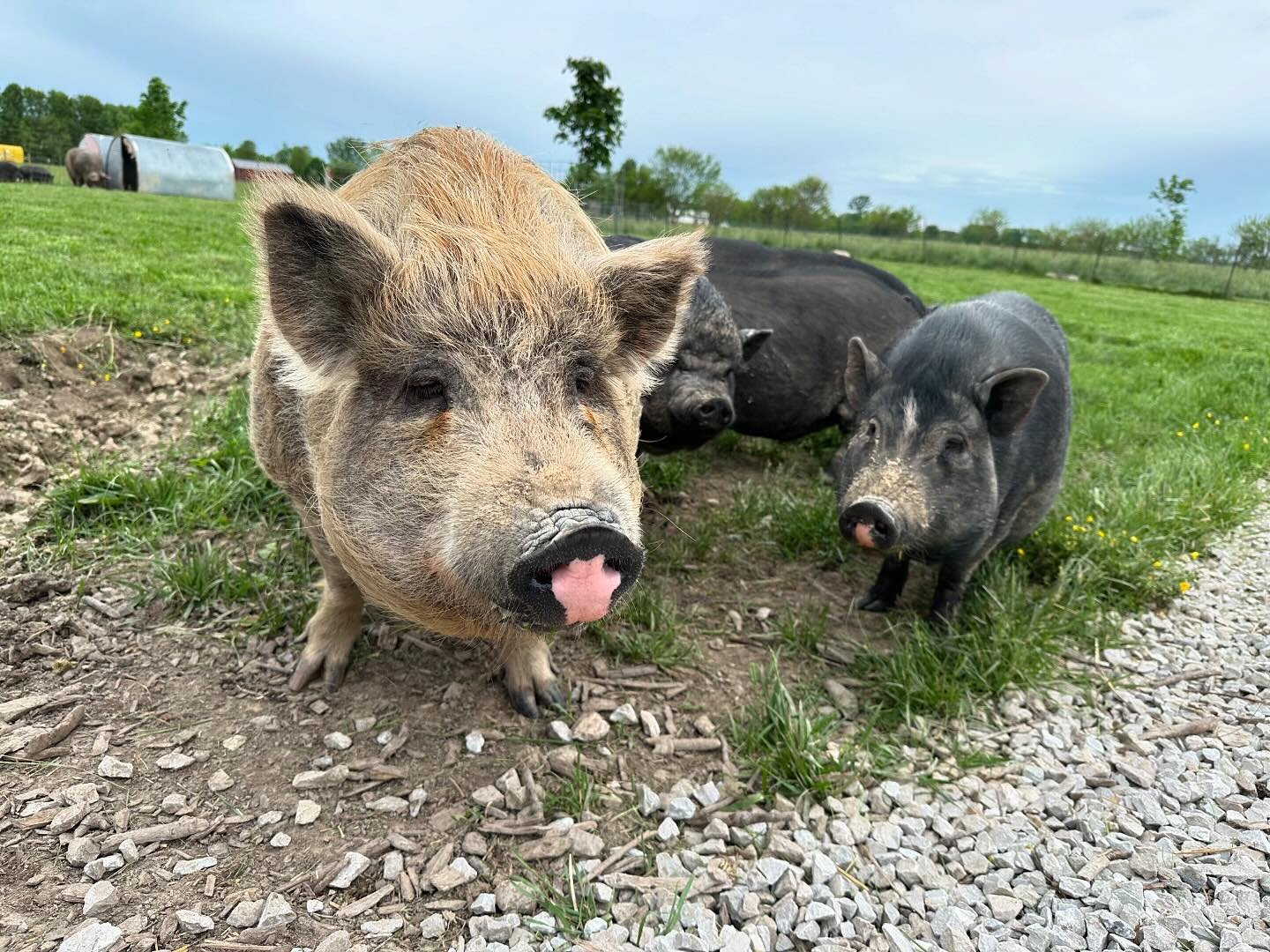 It&rsquo;s a beautiful weekend to visit the pigs! We&rsquo;re open this weekend, Saturday and Sunday from 11am-2:30pm. We take our last visitor 30 minutes before we close. Visiting the sanctuary is a wonderful opportunity to meet and connect with the