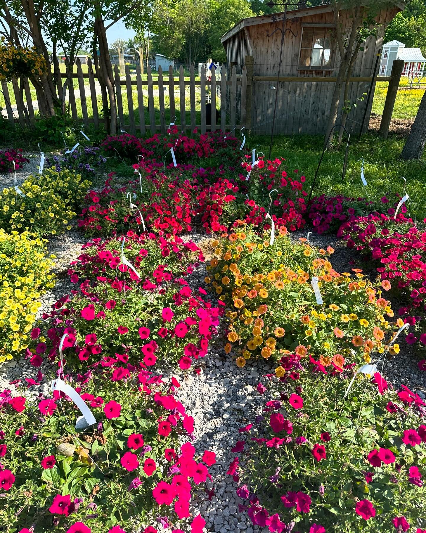 We still have large, beautiful hanging baskets for sale. Baskets are $25 each or two for $40. Stop by today during our open hours, 11am-2:30pm to get your plants! All proceeds benefit the animals at the sanctuary ❤️❤️