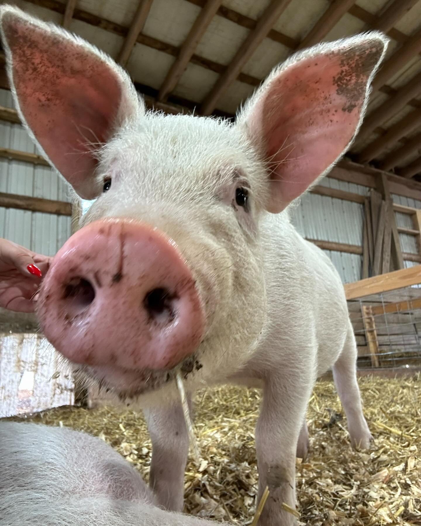 This is the last weekend for our regular visiting hours! We&rsquo;re open today for visitors from 11am-2:30pm. We take our last visitor 30 minutes before we close and it&rsquo;s a $10 donation per person to enter the farm. Don&rsquo;t let the cold ke