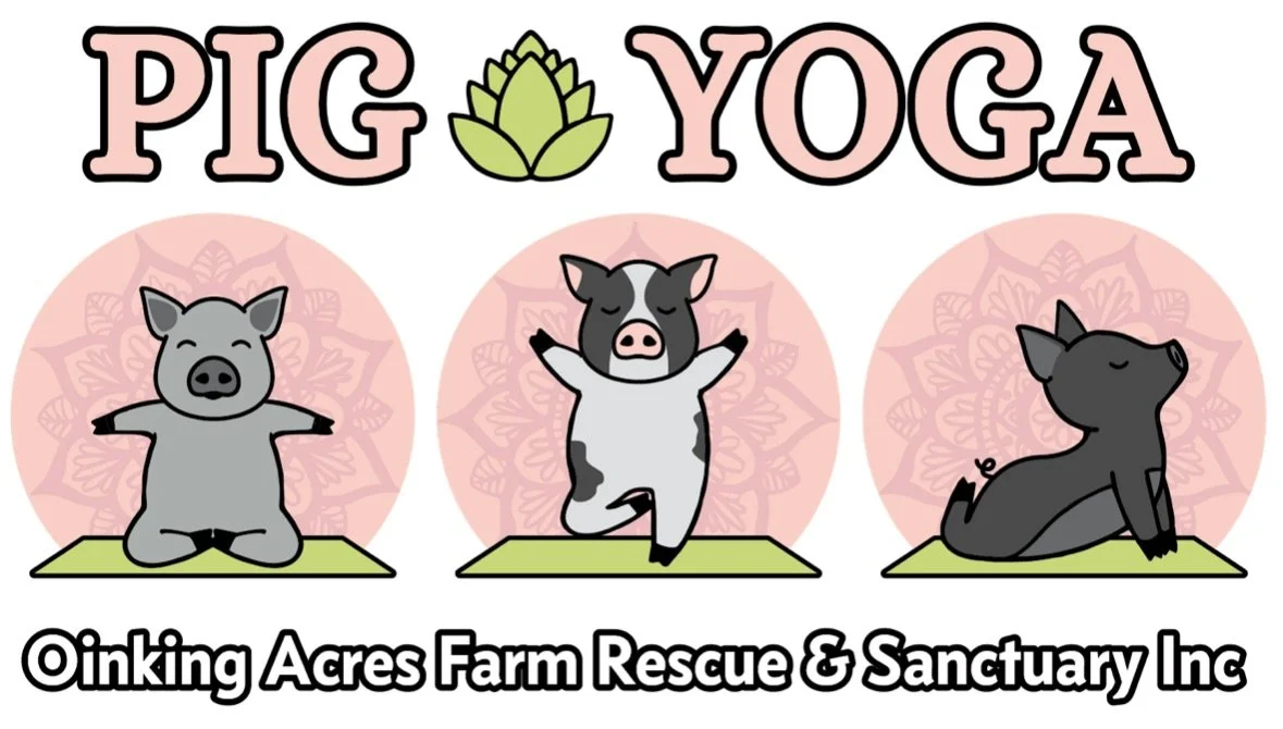 Pig Yoga
