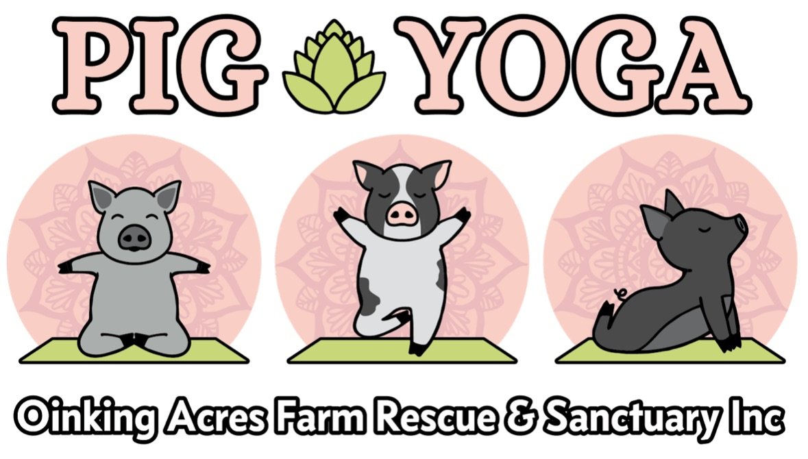 Pig Yoga