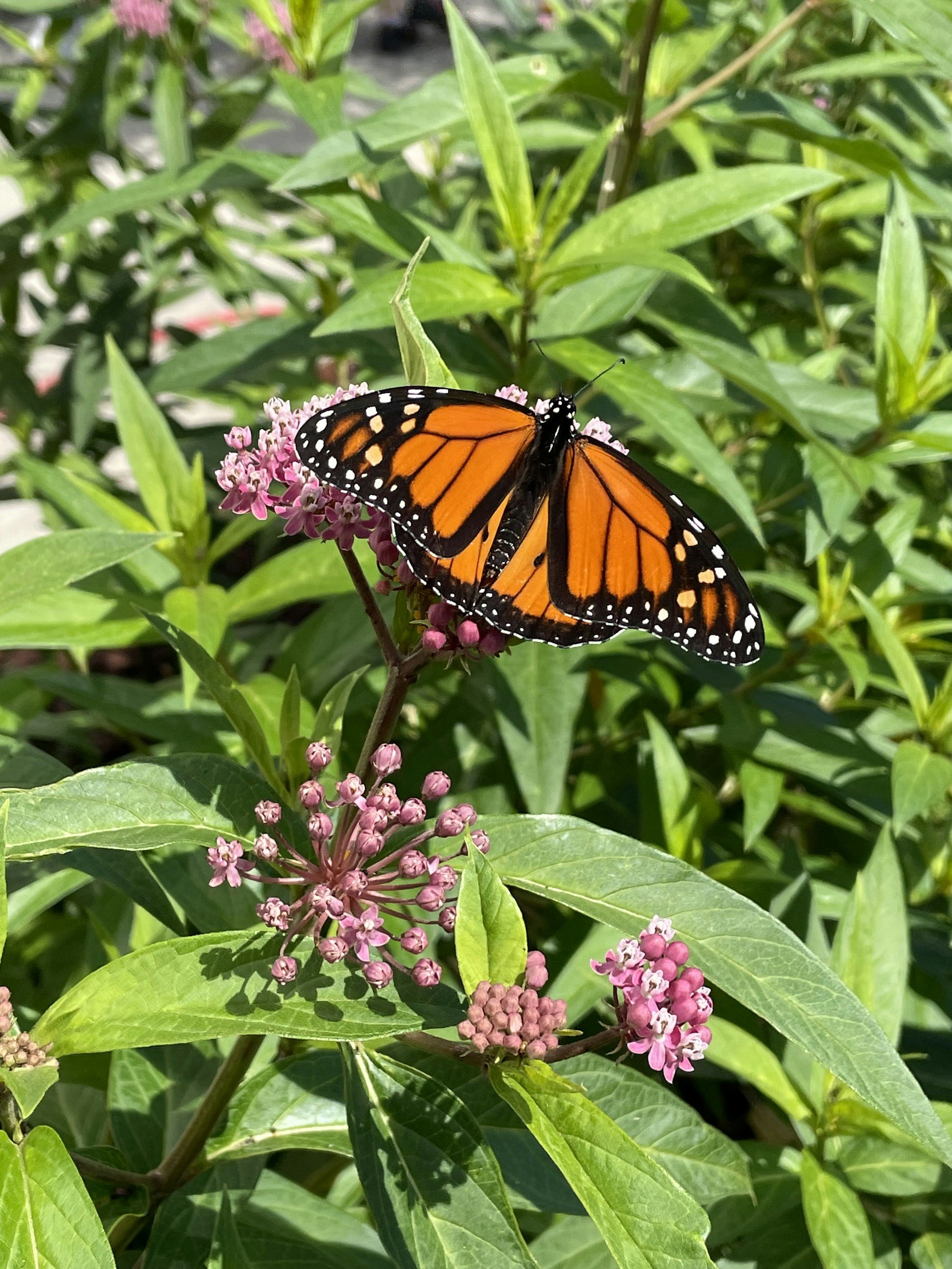 Native Gardening for Pollinators- Fall and Winter Prep for Next Season’s Success