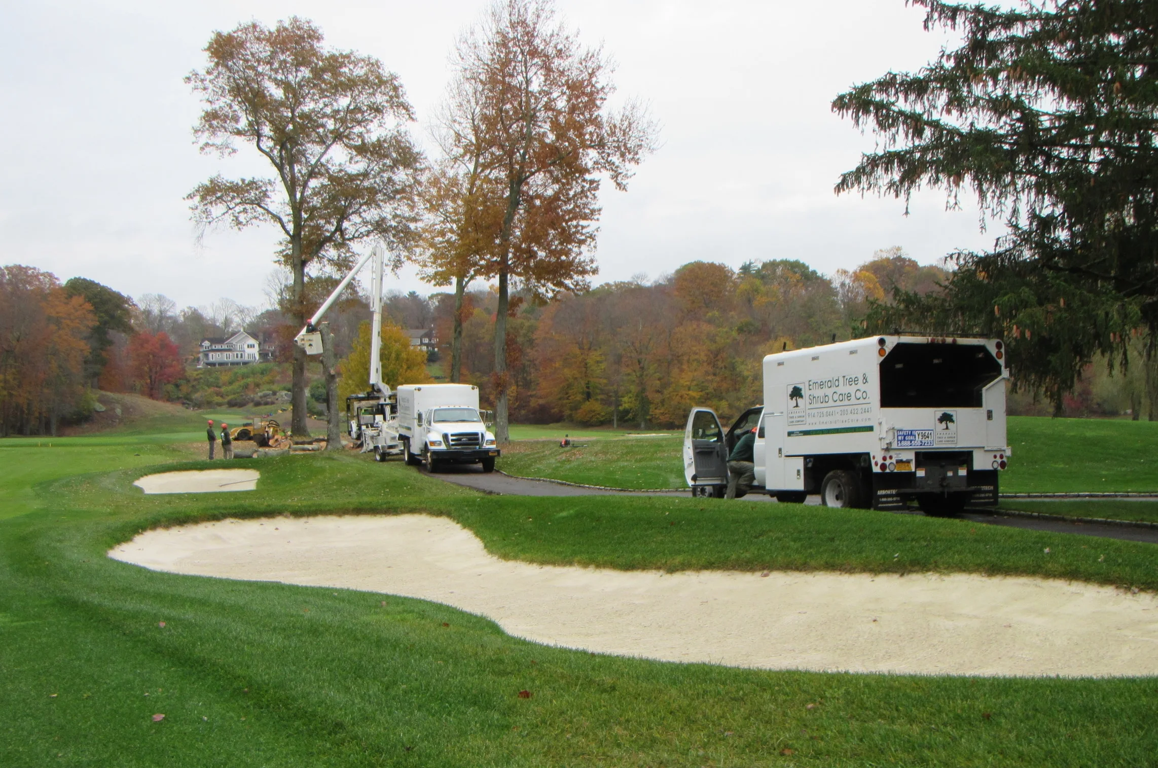 Selective Tree Removal