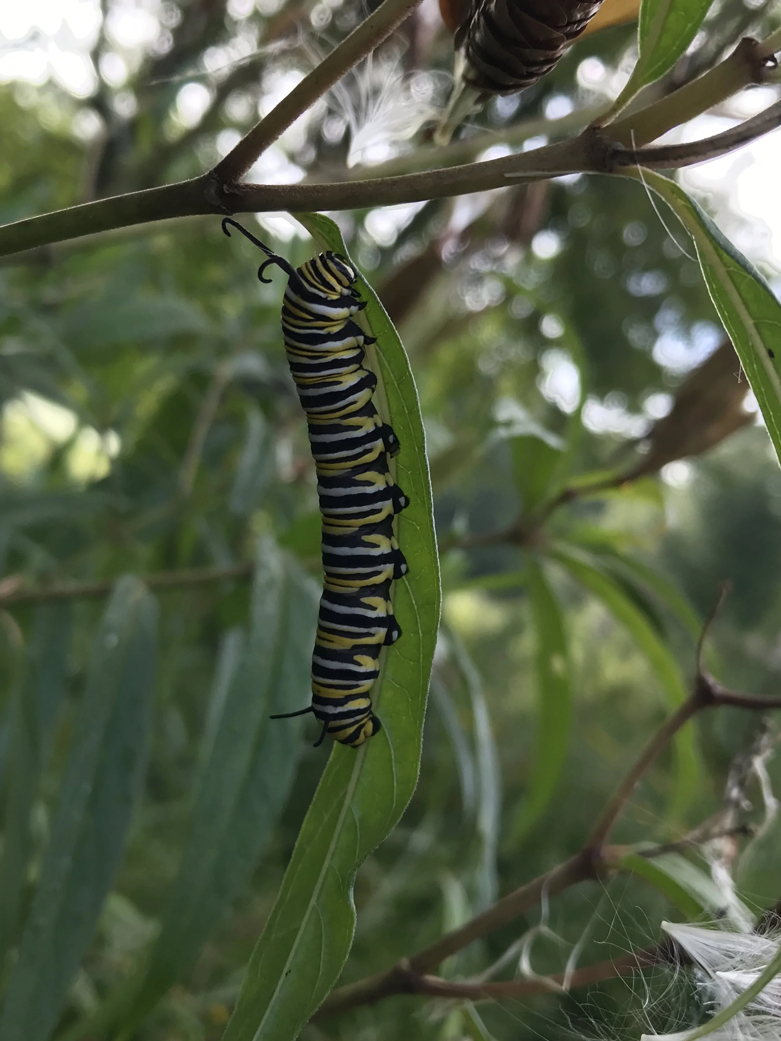 Monarch Caterpillar 