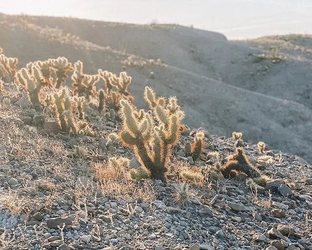 Desert hikes