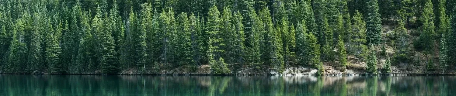 trees+pine+reflection.webp