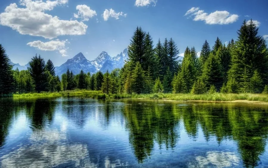 trees+reflection R.jpg
