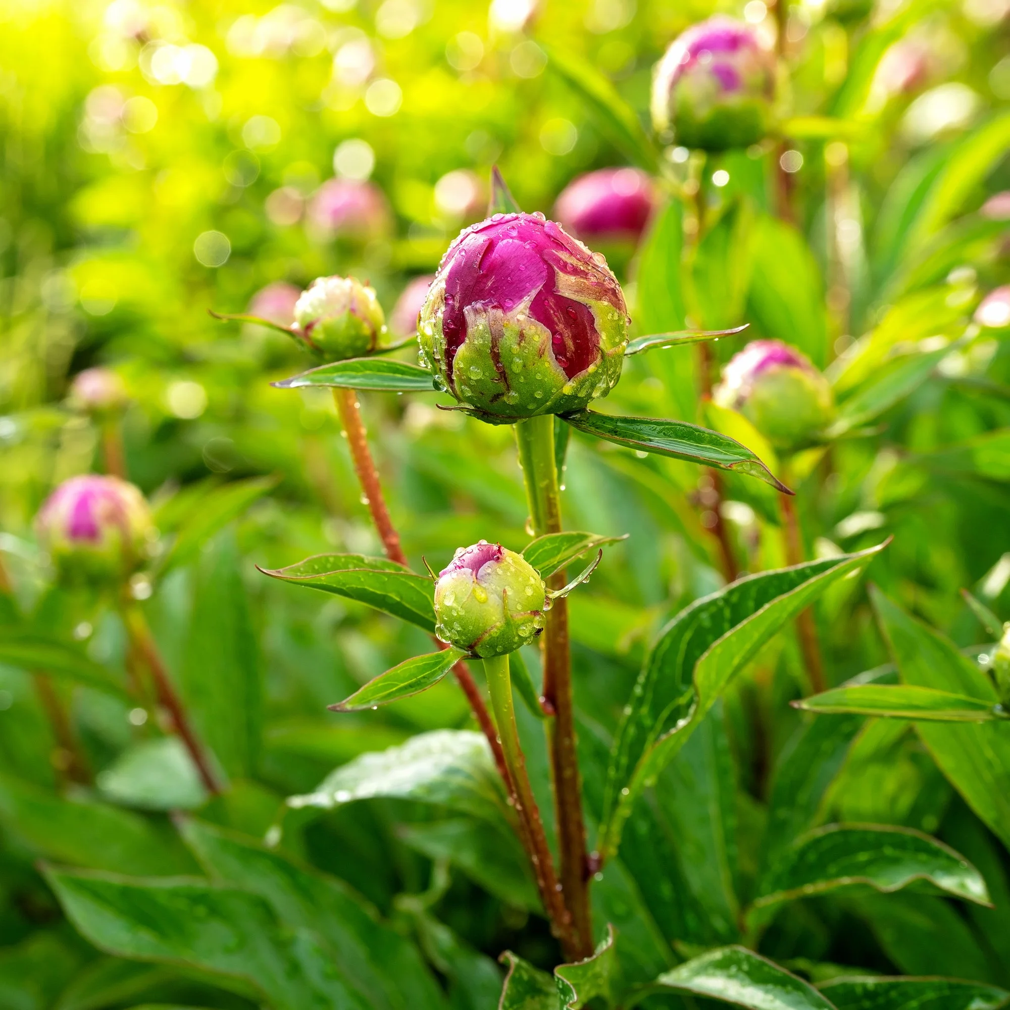 budding peony.jpg