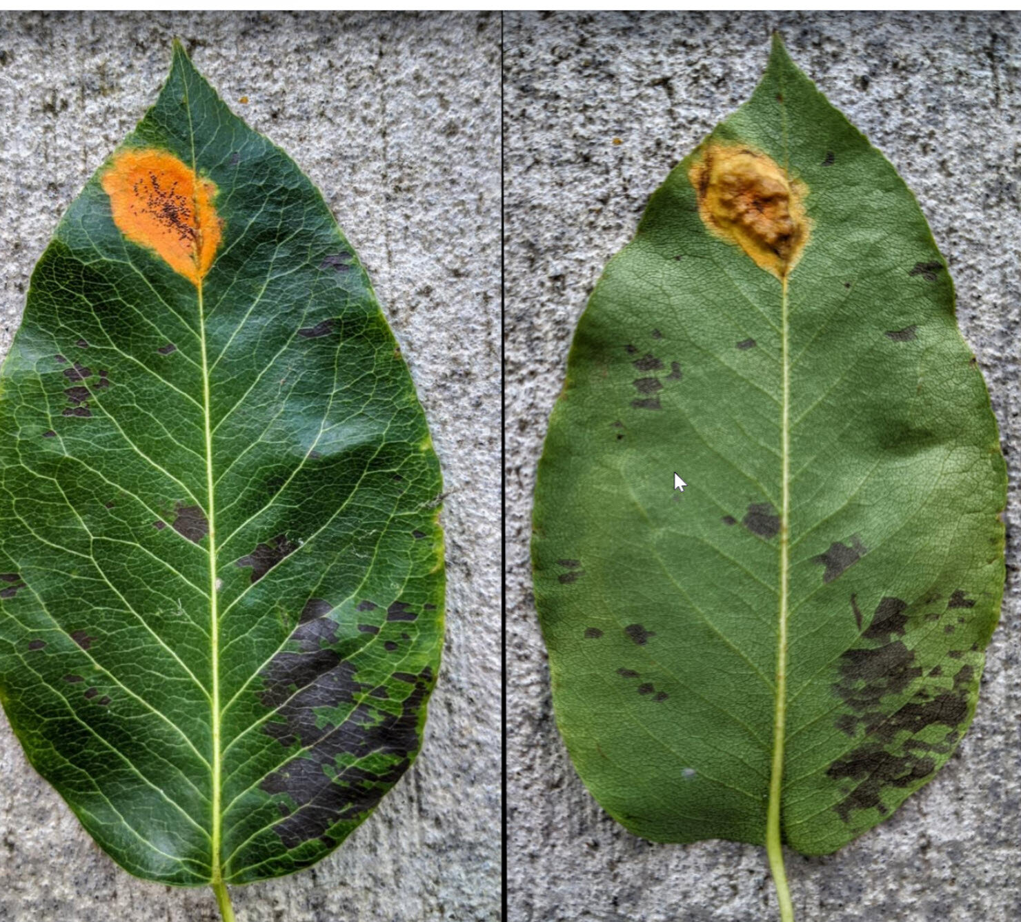 leaf rust.jpg