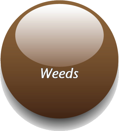 Web-weeds.png