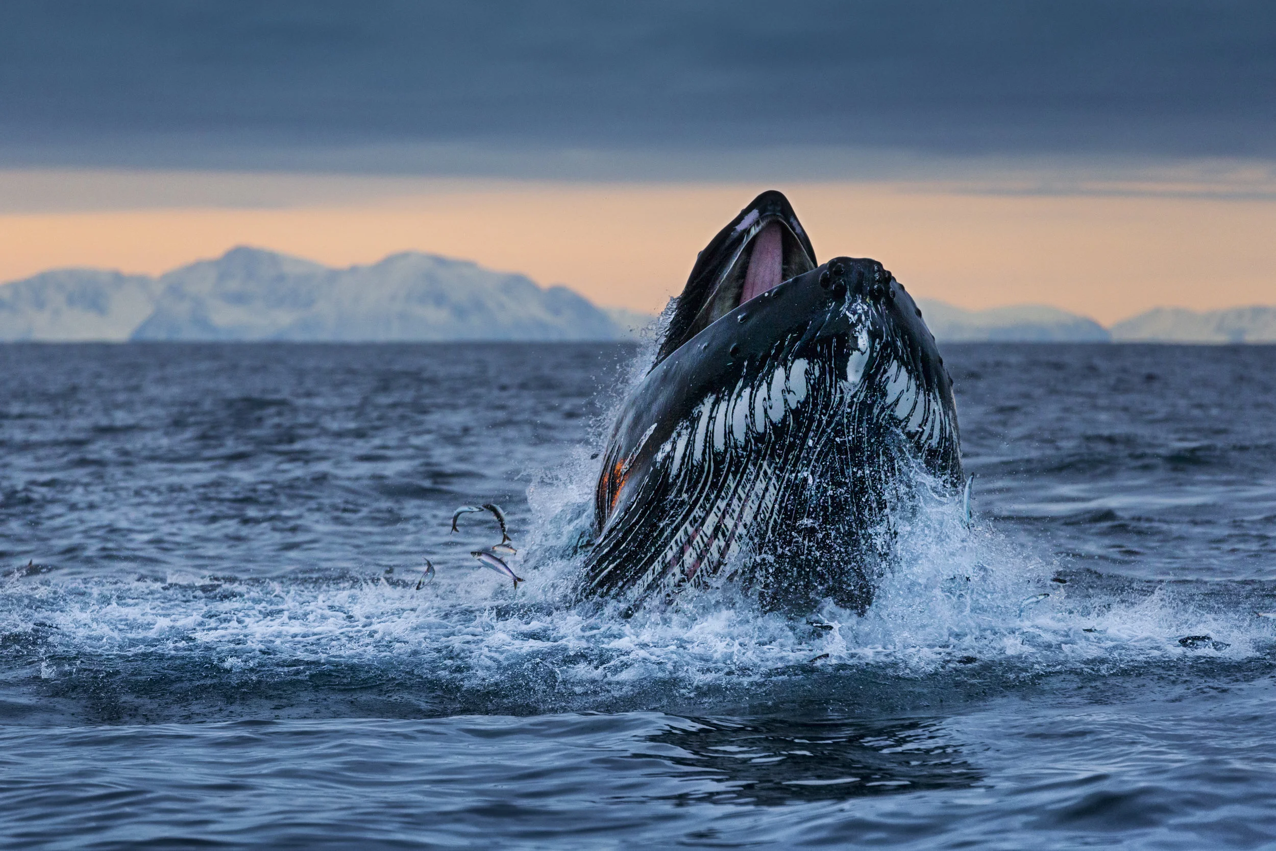 PAUL NICKLEN Lunging Humpback Whale Traveling through the open ocean along the northern fjords of Norway, a humpback whale lunges to the surface, filling its mouth with herring. Professional Chromagenic Print 36 X 24”
