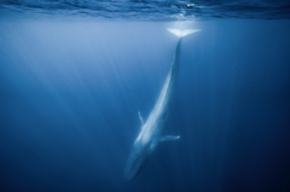 CRISTINA MITTERMEIER A Humbling Encounter with a Blue Whale in the Azores Professional Chromagenic Print 36 X 24”