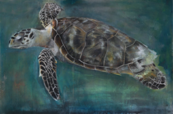 RUSS RONAT Hawksbill Sea Turtle Illuminated Light Box Print 12 X 12”