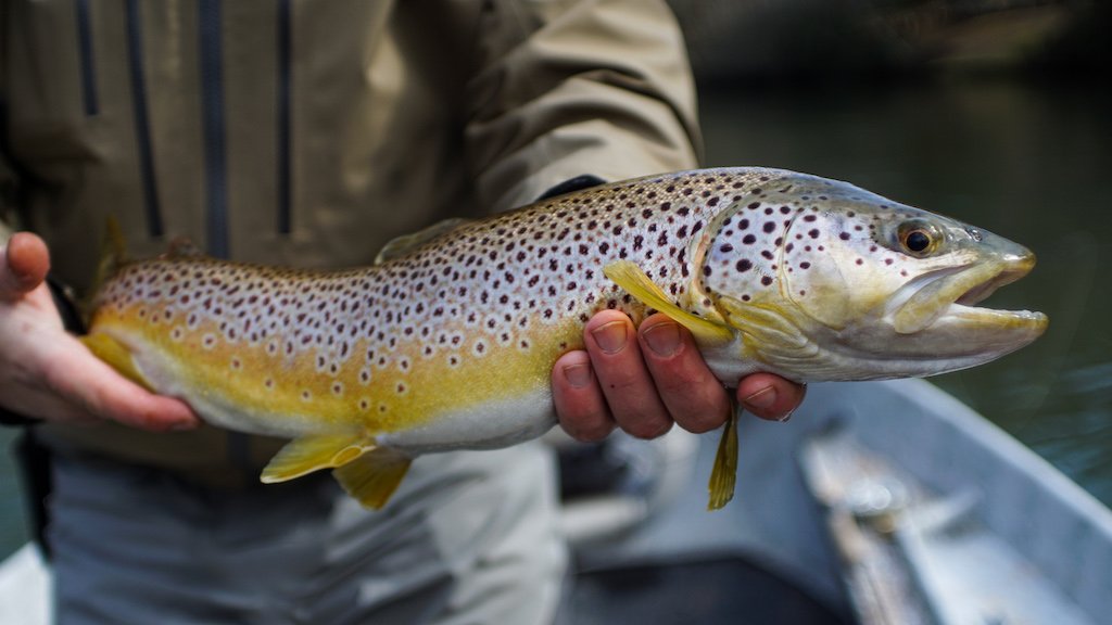 A Guide To Fly Fishing The Toccoa River  Bowman Fly Fishing - Bowman Fly  Fishing