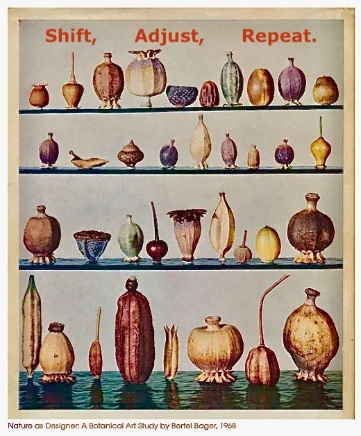 seedpods.jpeg