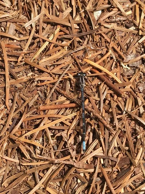 FEAR | Day 19 | May we all heal