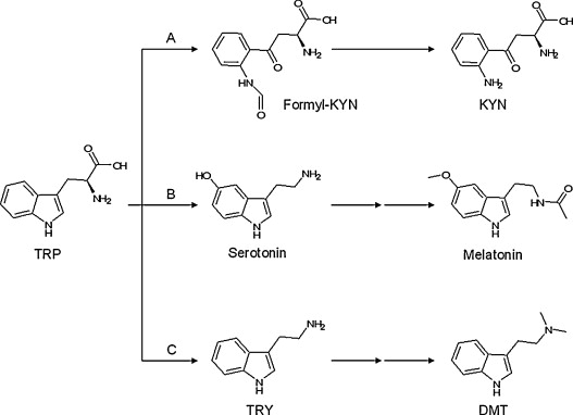Biosynthesis of N,N-dimethyltryptamine | Serotonin | Melatonin