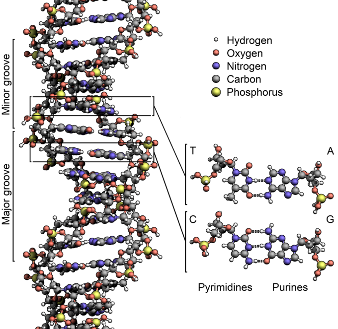 Spiral of life