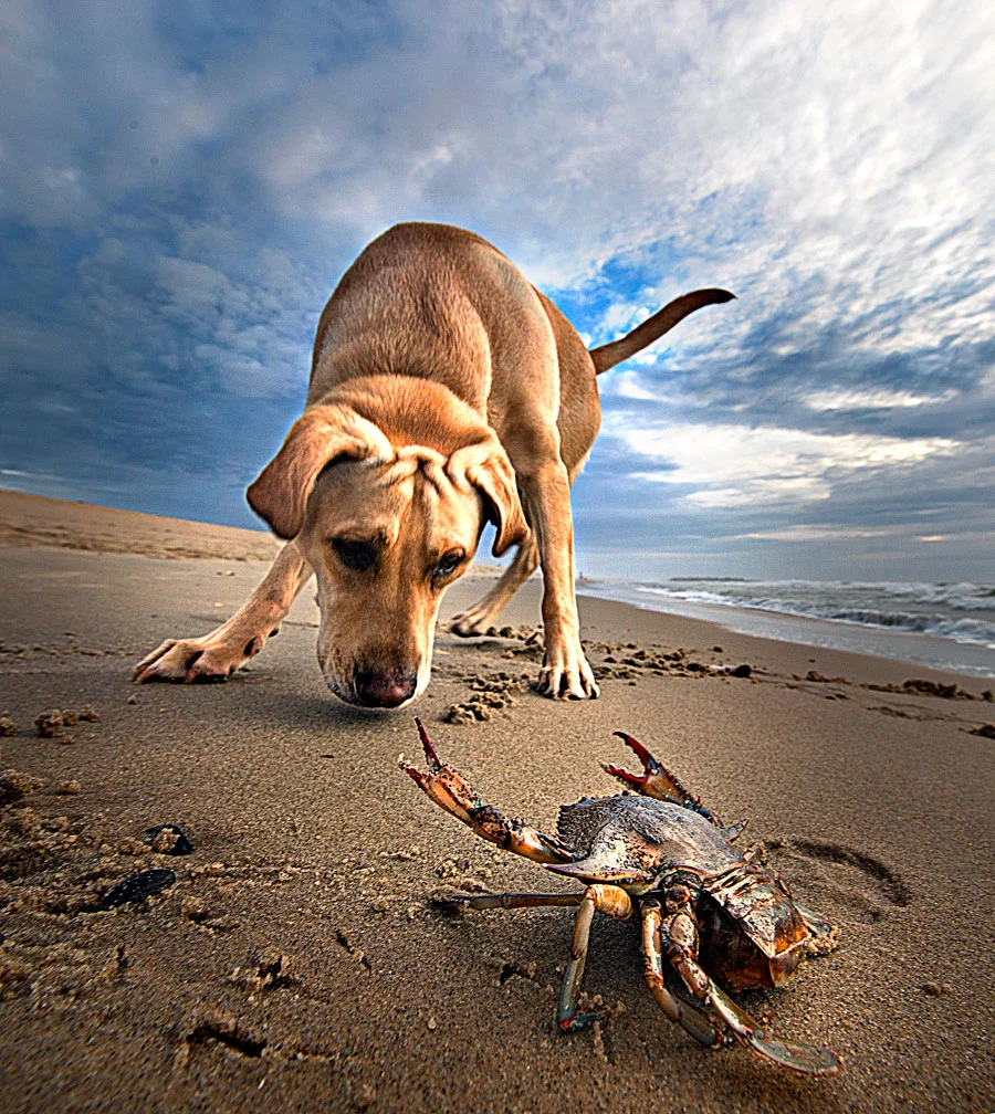 Sam-Mutt-Beach.jpg