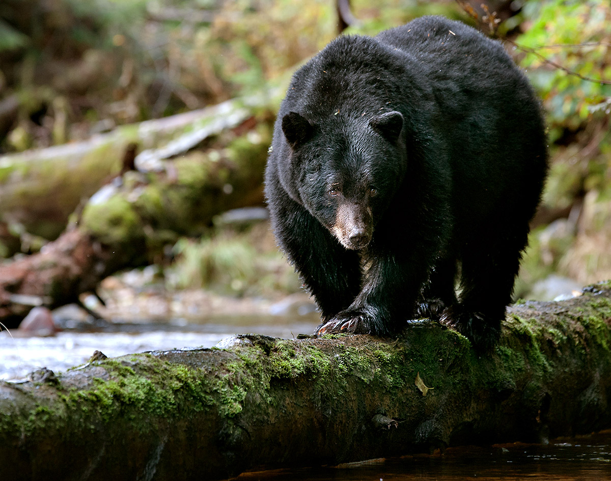 Great Bear Rainforest by Eric Sambol, Wildlife Photographer — Eric Sambol