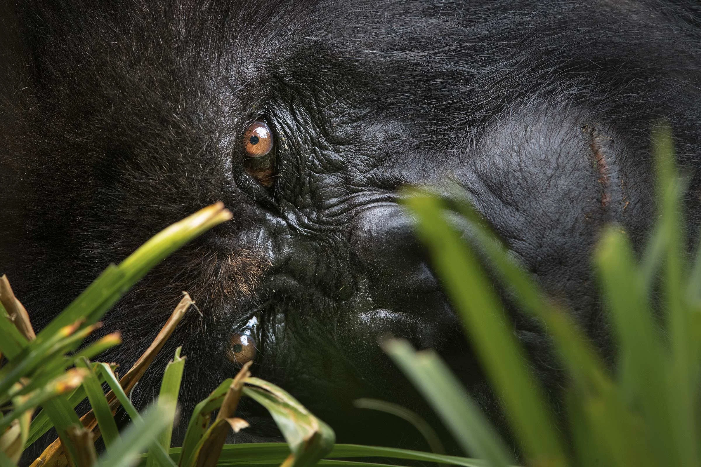 Gorillas