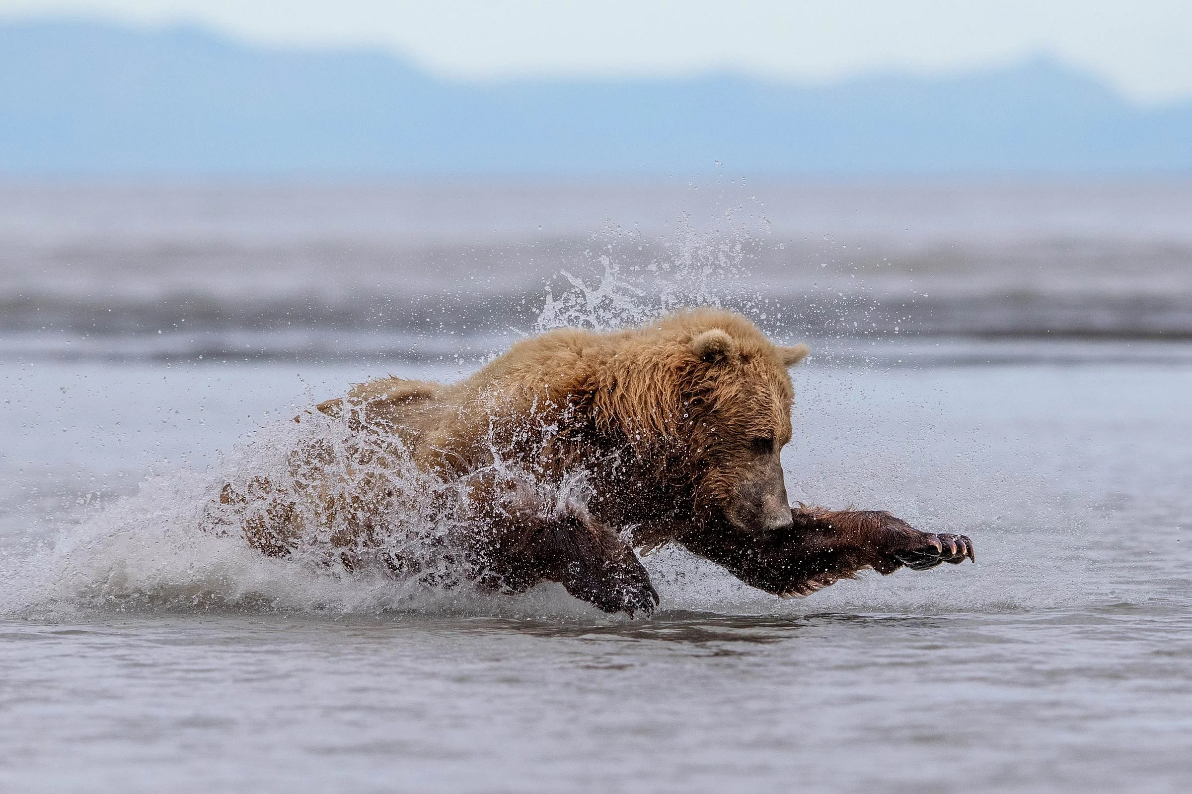 Brown Bears