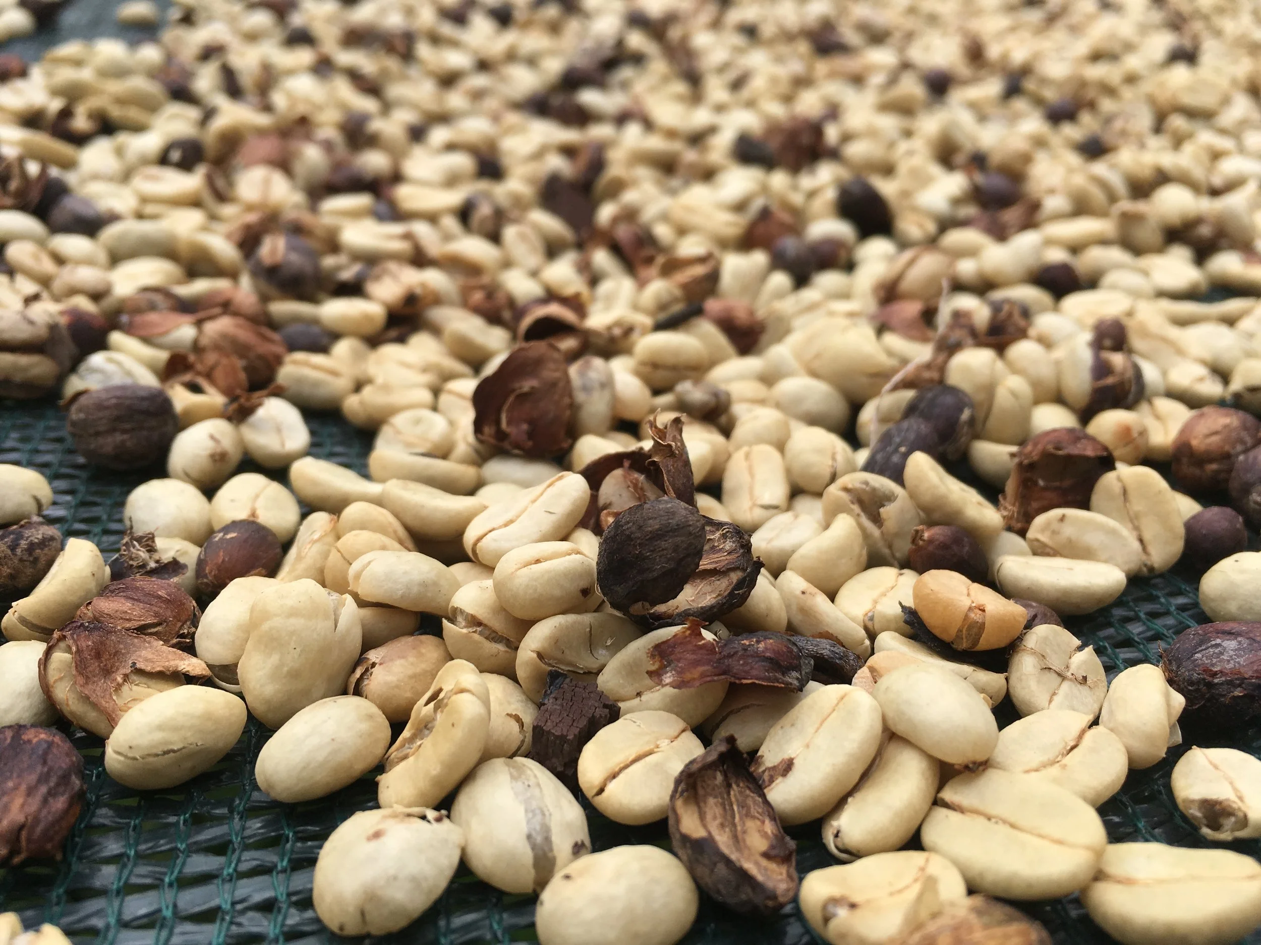 Coffee Beans
