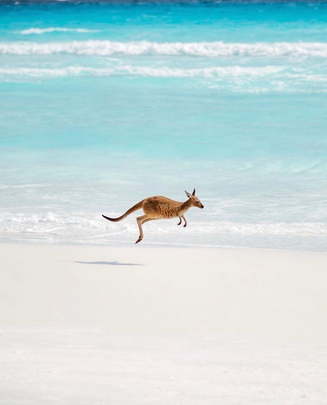 It doesn&rsquo;t get more Australian than this! Bouncing into Christmas like... 🦘 ⠀⠀⠀⠀⠀⠀⠀⠀⠀
⠀⠀⠀⠀⠀⠀⠀⠀⠀
Love this shot by @ospreycreative, taken at Lucky Bay in Esperance. Such a stunning beach with plenty of friendly locals to come and say hi!⠀⠀⠀⠀⠀⠀⠀