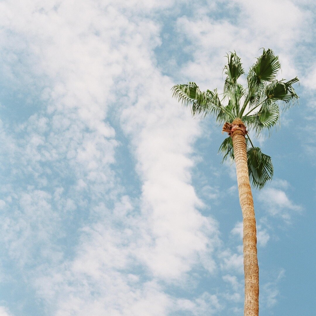 My favourite view when on summer holidays... looking up from the pool as the palm trees sway. The countdown is on! ☀️🌴