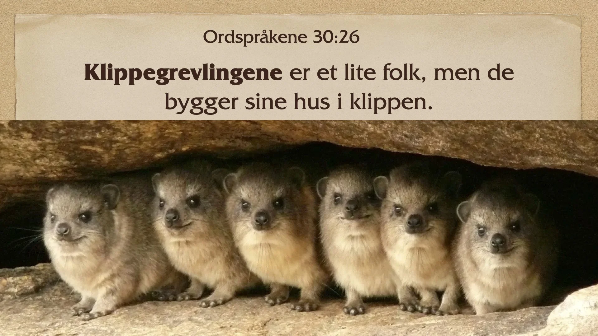 klippegrevlingens hemmelighet.005.jpeg